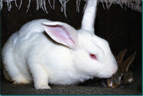 Killer Rabbits: Not Just in Monty Python. | Grasping for Objectivity